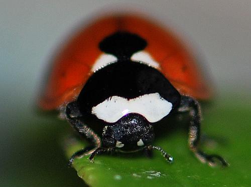 Coccinella septempunctata